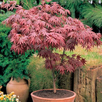 1 X ACER 'ATROPURPUREUM' PURPLE JAPANESE MAPLE TREE SHRUB GARDEN PLANT IN POT - Image 1 of 4