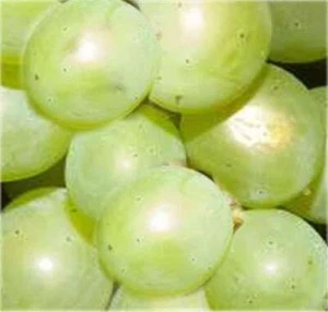 Weinrebe Phönix 100-125cm - Vitis - Bild 1 von 1