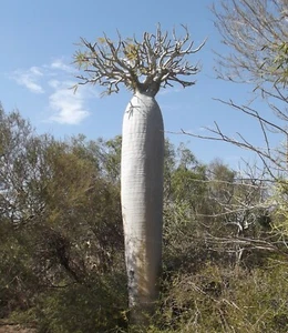 SAMEN exotisch Madagaskar-Palme Klassiker exotische Kübel seltene Veranda - Bild 1 von 1