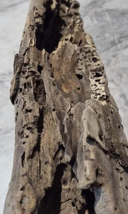 SEHR ALTES NATUR TREIBHOLZ MIT WURMLÖCHERN UND TUNNELN - Bild 1 von 20