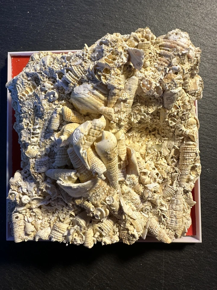 muschel fossil Polymesoda - Bild 1 von 2