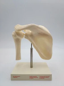 Modelo anatómico vintage de articulación de hombro Voltaren escápula húmero - Imagen 1 de 4