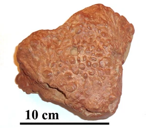 NEW!!! Fossil Replica, Pareiasaur, Permian, 260 ma, Kotelnich, Russia - Picture 1 of 9