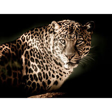 Leopard Big Cat Spots Photo XL Wall Art Canvas Print