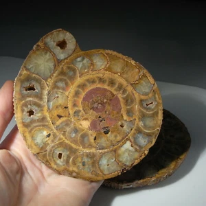 2 OFF - Ammonite Fossil Cut Pair - beautiful specimens.... - Picture 1 of 3