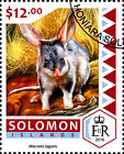 Solomonen Tier Wildtier Großer Kaninchen Nasen Beutler Beuteltier Australien /42