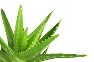 Sun Dried Organic Natural Aloe Vera 10g Multi Purpose Soothing - Picture 1 of 10