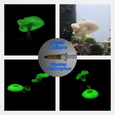 Leuchtpilz | Flüssigkultur | Glow in the Dark Liquid Culture (Mycena chlorophos) - Image 1 of 4
