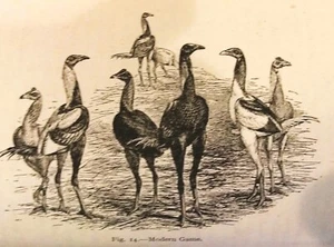 Grabado vintage grabado en madera de aves de caza, pollos, gallinas, gallo gallo, 1900 - Imagen 1 de 4