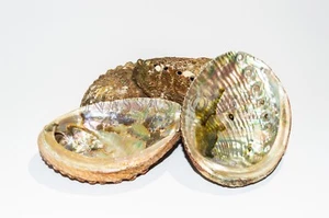 Green Abalone Sea Shell One Side Polished Beach Craft 4" - 5" (4 pcs) #JC-16 - Picture 1 of 6