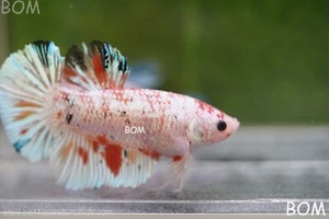 Betta Plakat GIANT MALE MULTICOLOUR | BOM-A99 - Picture 1 of 24