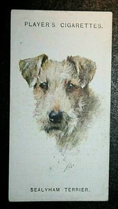 SEALYHAM TERRIER Vintage 1929 Dog Portrait Card FE06MS - Picture 1 of 2
