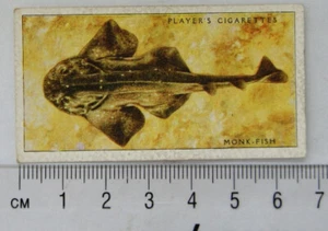 1935 Players Sea Fishes No. 7 Monk-fish - Picture 1 of 1