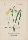Wald-Gelbstern ( Gagea Lutea) Chromo-Lithographie 1880 Jaune Star-Of-Bethlehem