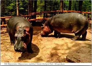 Postcard ON Wasaga Beach Ontario Zoological Park Nile Hippopotamus Hippos - Bild 1 von 2