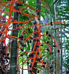 Chamaedorea tepejilote Palm Tree - Picture 1 of 29