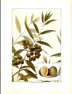 The Grocer's Encyclopedia Print Olives 1911 - Picture 1 of 1