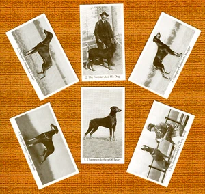 DOBERMANN SET MIT SECHS BENANNTEN HUNDEN SAMMLERKARTEN HANDELSKARTEN TOLLES GESCHENK - Bild 1 von 1