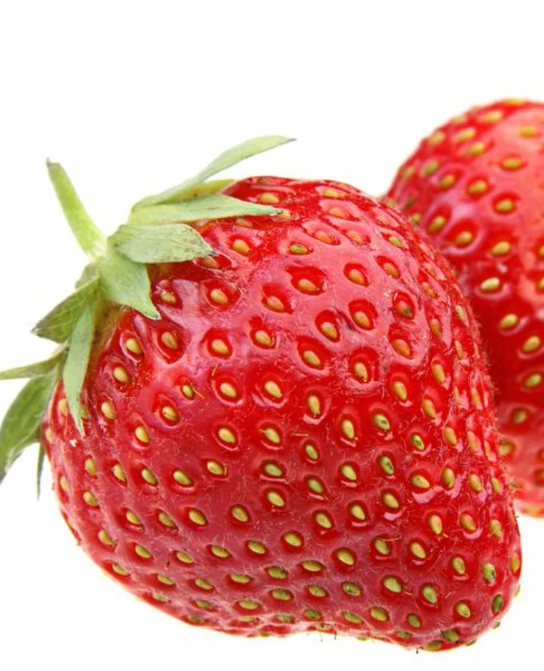 Pianta di FRAGOLA RIFIORENTE a FRUTTO GIGANTE 'Annabelle' - in vaso - Immagine 1 di 1