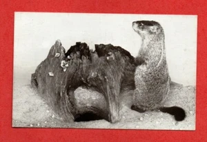 1940s CHICAGO NATURAL HISTORY MUSEUM postcard WOODCHUCK wild animal taxidermy - Picture 1 of 3
