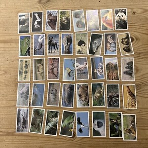 Collectable Brooke Bond Natural Neighbours Full Set of 40 Trade Tea Cards 1992