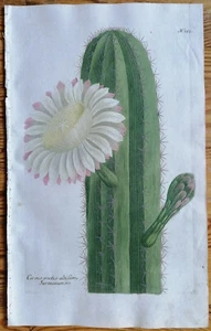 Weinmann Originaldruck Phytanthoza Iconogaphia Cactus Cereus (355) - 1737 - Picture 1 of 1