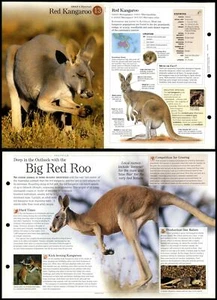 Red Kangaroo #13 Mammals - Discovering Wildlife Fact File Fold-Out Card - Picture 1 of 1