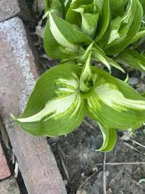 Hosta  - Image 1 of 2