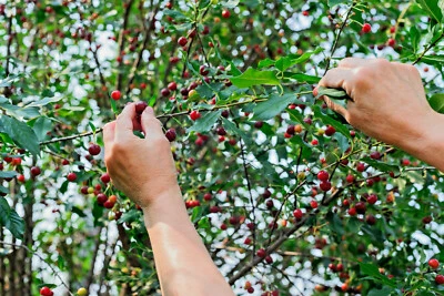 15 Semillas de Cerezo St Lucie (Prunus Mahaleb) ESPECIA GRIEGA, MEDICINAL, ¡INJERTO! Foto 1 de 4