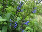 SALVIA GUARANITICA 'BLACK AND BLUE'  - STARTER PLANT - APPROX 6-8 INCH