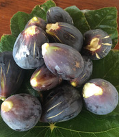 Fig tree cuttings "COLAR" 3 CUTTINGS