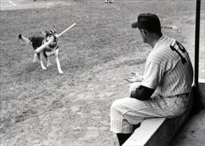 Tarjeta de nota en blanco Avanti Press pastor alemán mascota de béisbol colección América Foto 1 de 2