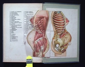 Das heilige Wunder des Menschenwerdens und dessen Gefahren Prof. Dr. Bergel 1923 - Foto 1 di 23