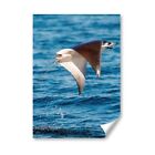 A2 - Mobula Ray Jumping Manta Sea Poster 42X59.4Cm280gsm #21893
