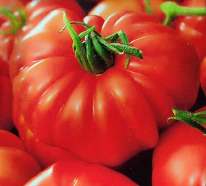 30 Samen Tomate Marmande Fleischtomate stark gerippt Tomaten - Bild 1 von 7
