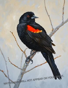 Red-Wing Blackbird on Branch Nature Animals Giclée Art Print 8.5x11 - Picture 1 of 2