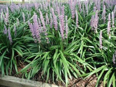 Lingote Liriope muscari Pee Dee 25 plantas en macetas de 3-1/2 pulgadas Foto 1 de 4