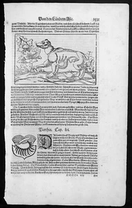 1628 Sebastian Munster Antique Print to text of a Panther - Picture 1 of 2
