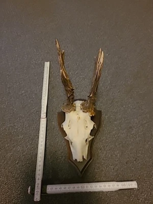 Hirschgeweih Gehörn Geweih Reh Bock Hirsch 6 Ender Trophäe Deko Holz Brett Nr 9 - Bild 1 von 4