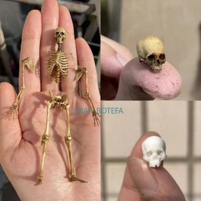 1/18 Skeleton  Model for 3.75" Action Figure Diy Scene Prop Accessories prop - Image 1 of 4