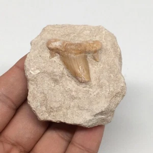 Diente de tiburón fósil 78,4 g,2,4"X2,1"x1"Otodus montado en matriz @Marruecos, MF2086 - Imagen 1 de 9