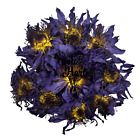 Niebieska herbata lotosu suszona całe kwiaty 25g-200g - Nymphaea Caerulea