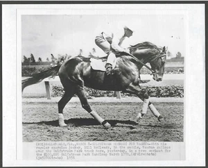 1956 - NASHUA working out at Gulfstream Park - 10" x 8" - Picture 1 of 1