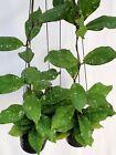 Hoya mitrata splash [2b12a001] 2 pots,2 plants ,10-12  inches Rare!!!