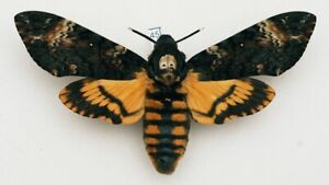 Sphingidae - Acherontia atropos - Death's-head Hawk-moth - #45 - female