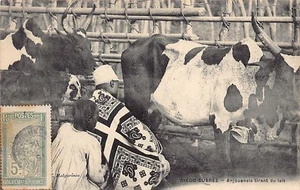 Comoros - Anjouanese drawing milk in Diégo-Suarez (Madagascar) - Publ. C. Malgar - Picture 1 of 2