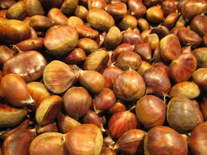 Esskastanie - Castanea 'Marron de Marradi' - Veredelte Maronen Pflanze 140-170cm - Bild 1 von 4