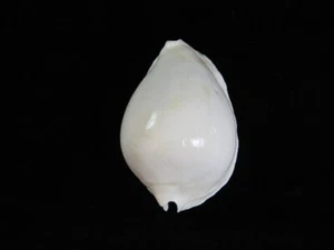 Sea Shell Zoila marginata albugoensis 58,7 mm ID#7787 - Imagen 1 de 4