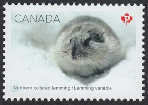 Canadá 2021 MNH - MAMÍFEROS DE NIEVE - LEMMING - Único de hoja de recuerdo - Imagen 1 de 1
