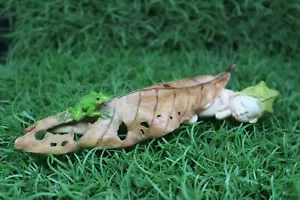 BEBÉS DEL BOSQUE DURMIENDO EN UNA HOJA CON RANA AISLINN ESTATUA ADORNO - Imagen 1 de 8